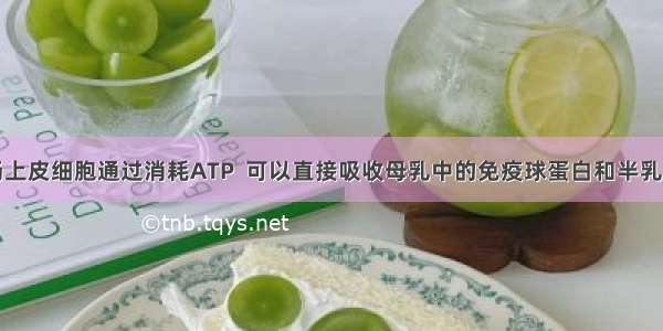 新生儿小肠上皮细胞通过消耗ATP  可以直接吸收母乳中的免疫球蛋白和半乳糖。这两种