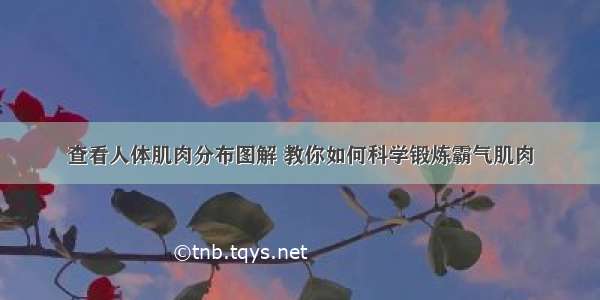 查看人体肌肉分布图解 教你如何科学锻炼霸气肌肉