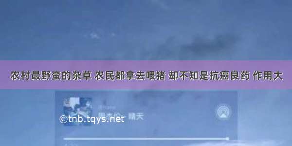 农村最野蛮的杂草 农民都拿去喂猪 却不知是抗癌良药 作用大