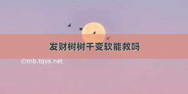 发财树树干变软能救吗