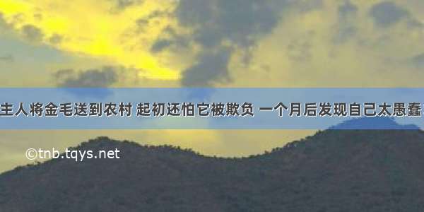 主人将金毛送到农村 起初还怕它被欺负 一个月后发现自己太愚蠢！