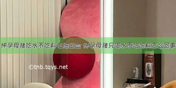 怀孕母猪吃水不吃料毛细出血 怀孕母猪只喝水不吃饲料怎么回事