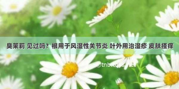 臭茉莉 见过吗？根用于风湿性关节炎 叶外用治湿疹 皮肤搔痒