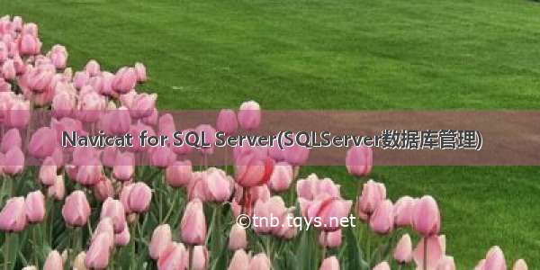 Navicat for SQL Server(SQLServer数据库管理)