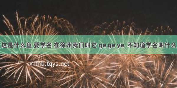 这是什么鱼 要学名 在徐州我们叫它 ge ge ye  不知道学名叫什么