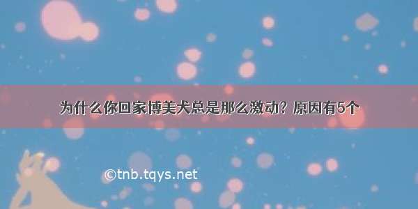 为什么你回家博美犬总是那么激动？原因有5个