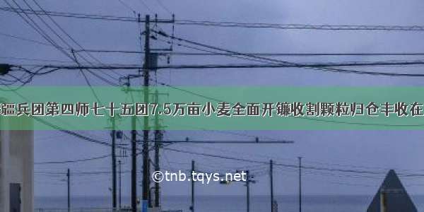 新疆兵团第四师七十五团7.5万亩小麦全面开镰收割颗粒归仓丰收在望