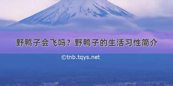 野鸭子会飞吗？野鸭子的生活习性简介