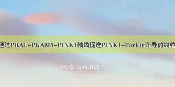 PHB2通过PRAL-PGAM5-PINK1轴线促进PINK1-Parkin介导的线粒体自噬