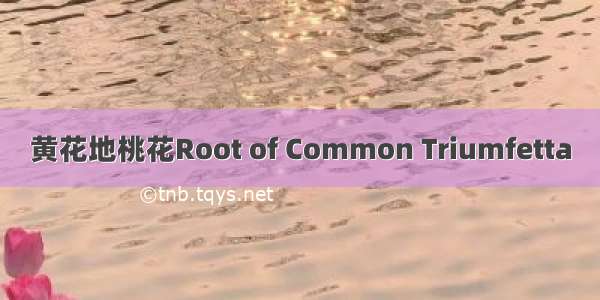 黄花地桃花Root of Common Triumfetta