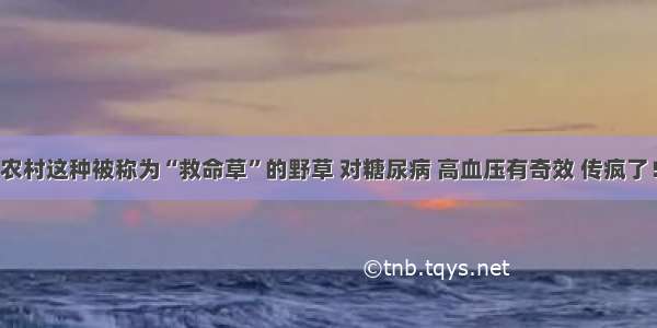 农村这种被称为“救命草”的野草 对糖尿病 高血压有奇效 传疯了！