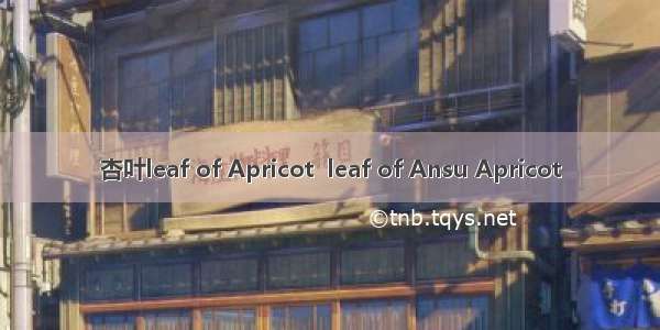 杏叶leaf of Apricot  leaf of Ansu Apricot