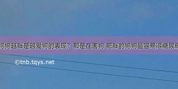 狗狗越胖是越爱狗的表现？那是在害狗 肥胖的狗狗最容易得糖尿病