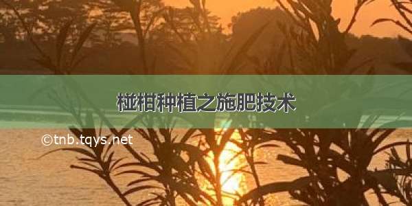 椪柑种植之施肥技术