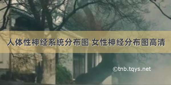 人体性神经系统分布图 女性神经分布图高清