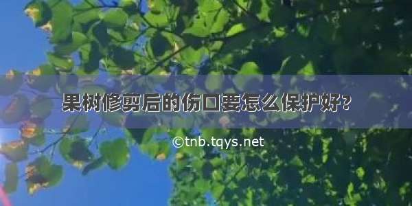 果树修剪后的伤口要怎么保护好？