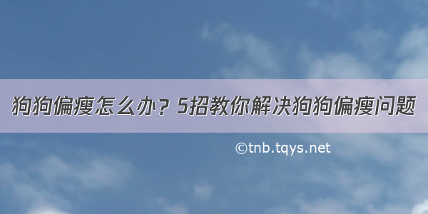 狗狗偏瘦怎么办？5招教你解决狗狗偏瘦问题