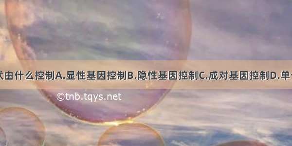 生物的性状由什么控制A.显性基因控制B.隐性基因控制C.成对基因控制D.单个基因控制