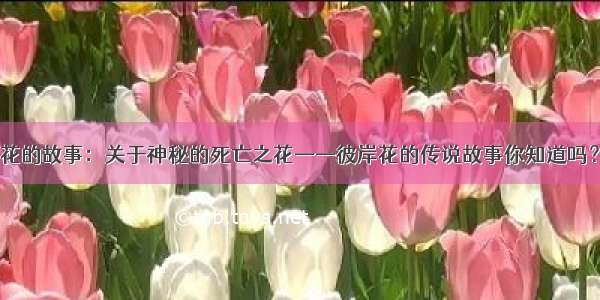 花的故事：关于神秘的死亡之花——彼岸花的传说故事你知道吗？