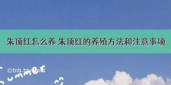 朱顶红怎么养 朱顶红的养殖方法和注意事项