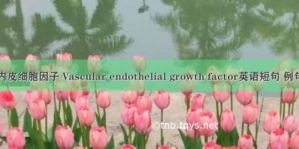 血管内皮细胞因子 Vascular endothelial growth factor英语短句 例句大全