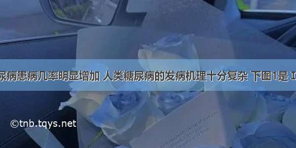 近年来糖尿病患病几率明显增加 人类糖尿病的发病机理十分复杂 下图1是Ⅰ型 Ⅱ型两