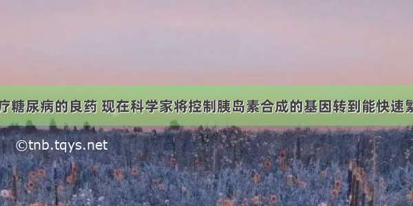 胰岛素是治疗糖尿病的良药 现在科学家将控制胰岛素合成的基因转到能快速繁殖的大肠杆