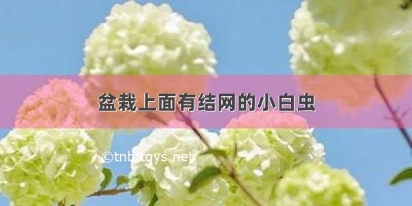 盆栽上面有结网的小白虫