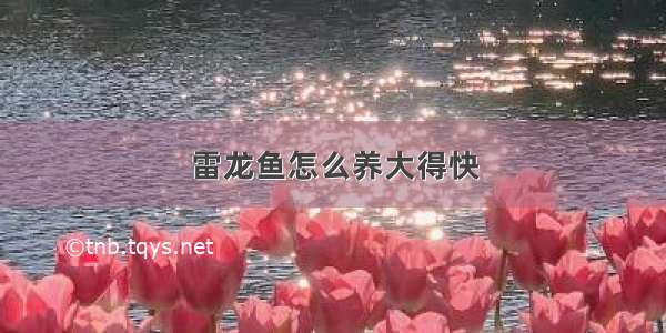 雷龙鱼怎么养大得快