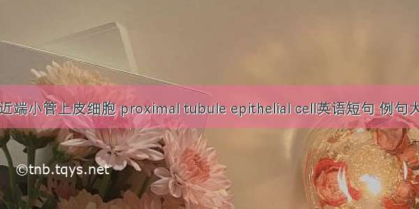 肾近端小管上皮细胞 proximal tubule epithelial cell英语短句 例句大全