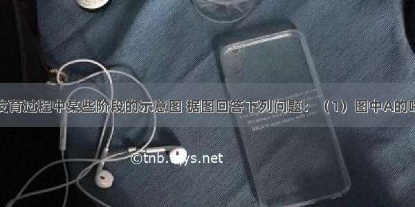 下图是青蛙发育过程中某些阶段的示意图 据图回答下列问题：（1）图中A的呼吸器官是__