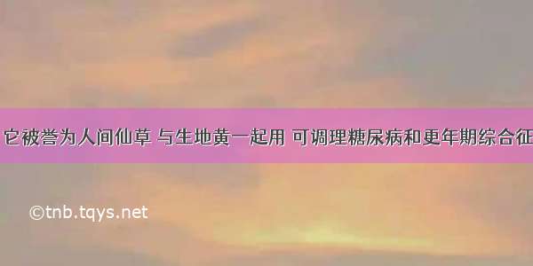 它被誉为人间仙草 与生地黄一起用 可调理糖尿病和更年期综合征