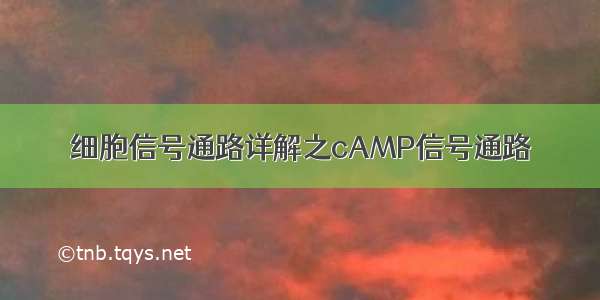 细胞信号通路详解之cAMP信号通路