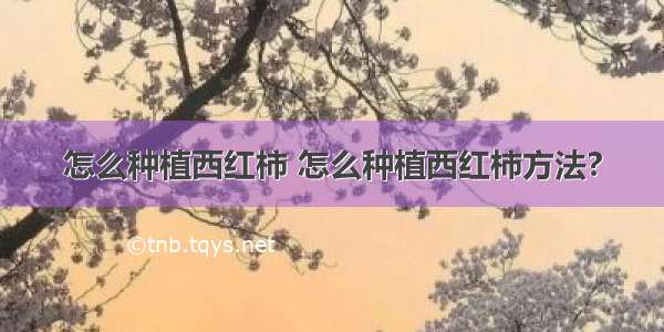 怎么种植西红柿 怎么种植西红柿方法?