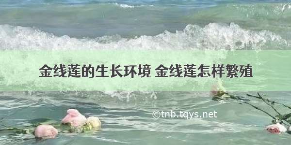 金线莲的生长环境 金线莲怎样繁殖