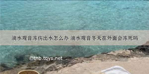 滴水观音冻伤出水怎么办 滴水观音冬天在外面会冻死吗