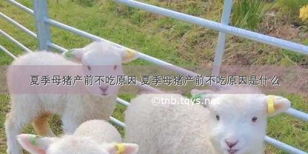 夏季母猪产前不吃原因 夏季母猪产前不吃原因是什么