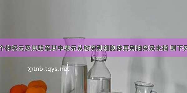 下图表示三个神经元及其联系其中表示从树突到细胞体再到轴突及末梢 则下列叙述正确的