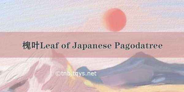 槐叶Leaf of Japanese Pagodatree