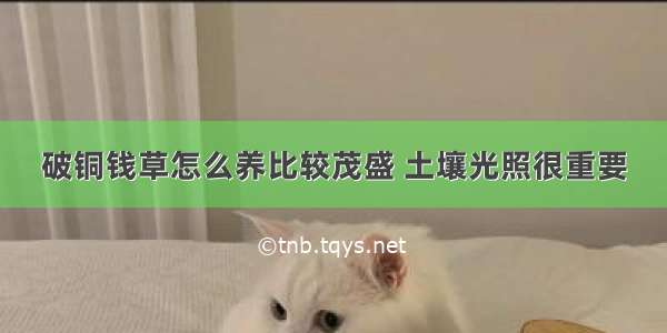 破铜钱草怎么养比较茂盛 土壤光照很重要