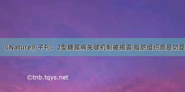 《Nature》子刊：2型糖尿病关键机制被揭露 脂肪组织竟是功臣