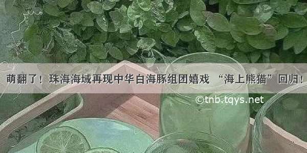 萌翻了！珠海海域再现中华白海豚组团嬉戏 “海上熊猫”回归！