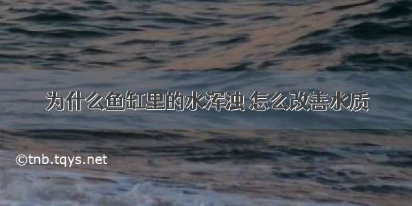 为什么鱼缸里的水浑浊 怎么改善水质