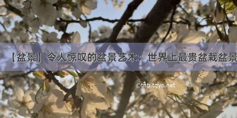 【盆景】令人惊叹的盆景艺术：世界上最贵盆栽盆景