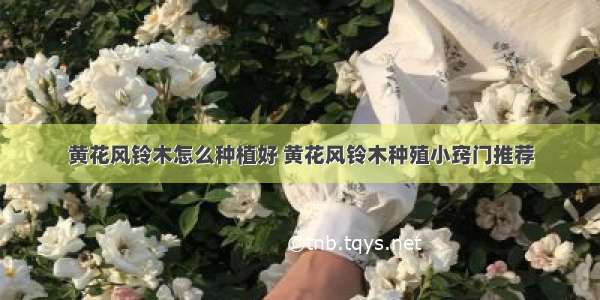 黄花风铃木怎么种植好 黄花风铃木种殖小窍门推荐