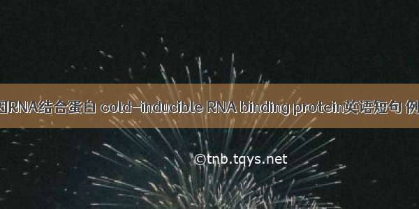 冷诱导基因RNA结合蛋白 cold-inducible RNA binding protein英语短句 例句大全