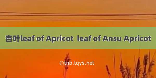 杏叶leaf of Apricot  leaf of Ansu Apricot