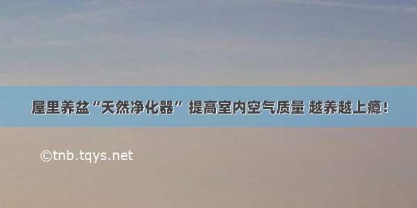 屋里养盆“天然净化器” 提高室内空气质量 越养越上瘾！