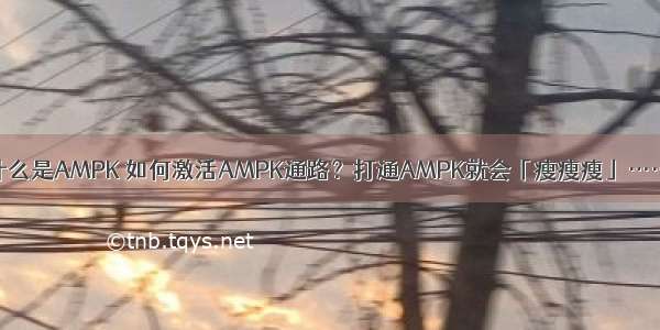 什么是AMPK 如何激活AMPK通路？打通AMPK就会「瘦瘦瘦」……