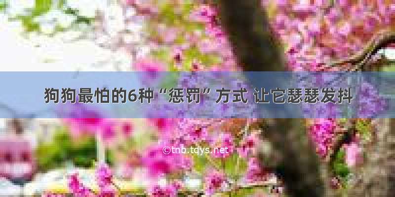 狗狗最怕的6种“惩罚”方式 让它瑟瑟发抖